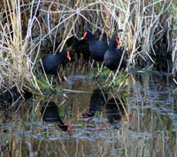 Nature Sights in Boykin