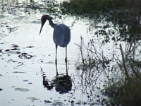 Nature Sights in Boykin